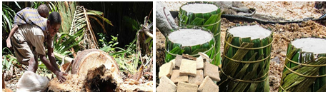 SAGU YANG TERPINGGIRKAN BISA MENJADI JAJANAN SEHAT